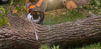Best Lawn Maintenance Plans  in Winnie, TX