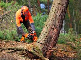 Best Tree Cabling and Bracing  in Winnie, TX