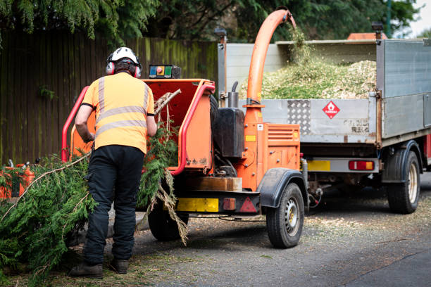 Best Organic Lawn Care Solutions  in Winnie, TX