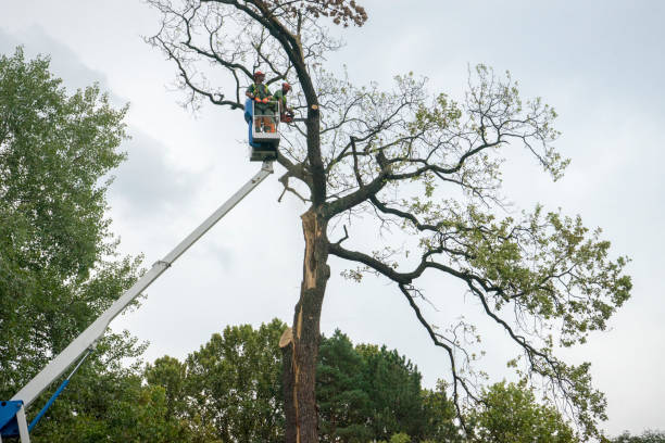 Best Tree Preservation Services  in Winnie, TX