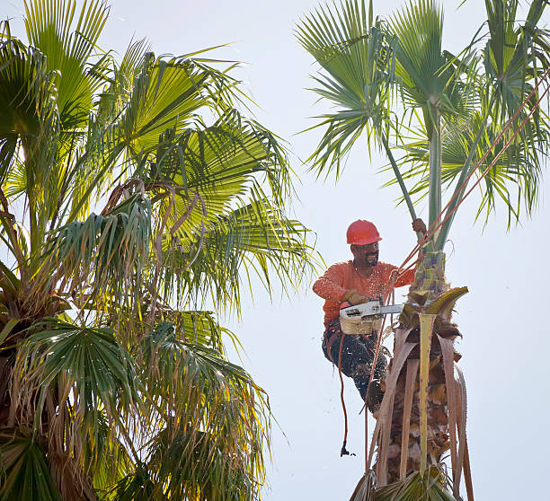  Winnie, TX Tree Services Pros