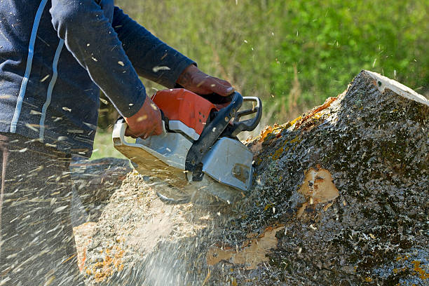 Trusted Winnie, TX Tree Services Experts